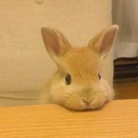 system /bunny
