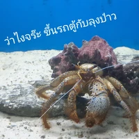 เซลาล่า