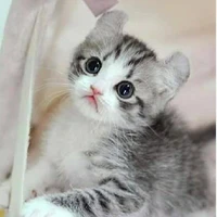 Cat( Leo)