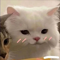 แอดเองงง
