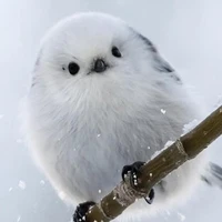 หลินชี