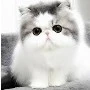 ฟูกะ(เเมวนางเอก)