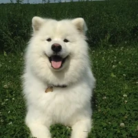 แอด