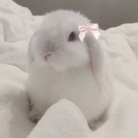 (เซนร่างกระต่าย)