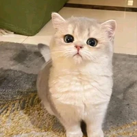 โซริช🐱