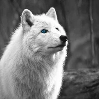 lobo de jk