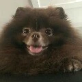 Kuma