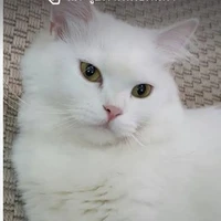 คราเมล(ร่างแมว😾)