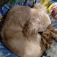 draku(meu cachorro)