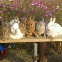 bunnies 🐰