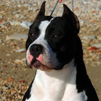Thor(cachorro do Tyler)