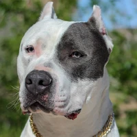 Duke(cachorro do Noa)