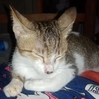 Floppo