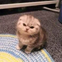 แอด