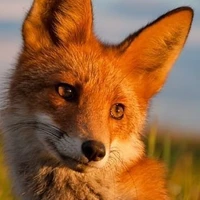 raposinha