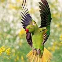 mr. parrot