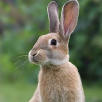 mr. rabbit
