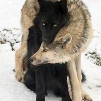mr and mrs wolf