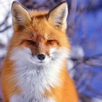 mr . foxie