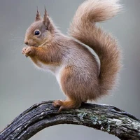 Ms. squirrel