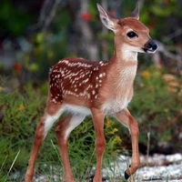 Ms. deer