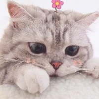 เร่น่า(นางเอกตอนเป็นแมว)