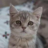 remi