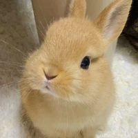 system (bunny)