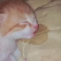 ทองดี