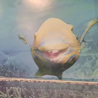 god
