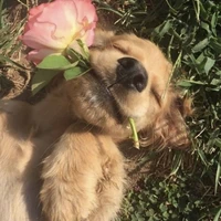 Rosa🖋️