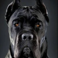 Nay ( Cão de caça do yoongi  )