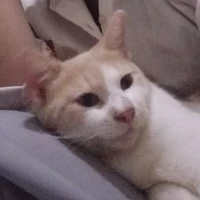 author meong