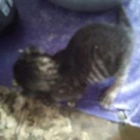 dedek meong