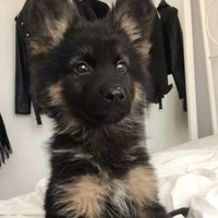 cachorro-pet do Harry