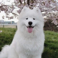 จิรัช ( ร่างหมา )