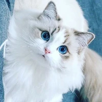 OREO DE VORTEXIS
