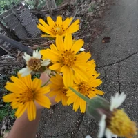 แอน