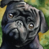Trufa (Pug)