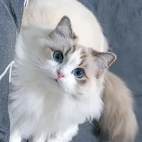 ระบบ(เนโกะ)