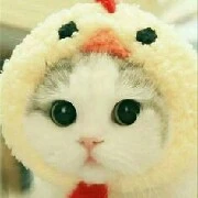 มงคล(แมวของวิว)