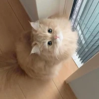 𝐇𝐢𝐮𝐧𝐣𝐢𝐧(𝐜𝐚𝐭)
