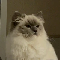 chat