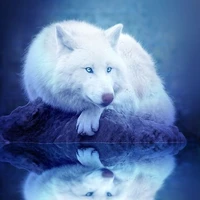 Vinnie/ Taehyung wolf