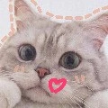 ฟิวส์(เเมวของลิน)