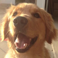 การ์เด้น