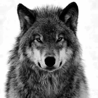 Lobo de JK