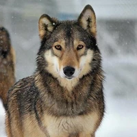 Lobo de JM