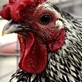 ayam gk ada akhlak