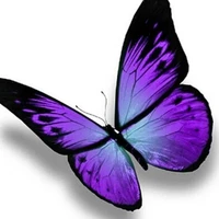 Purple butterfly[Hyena]